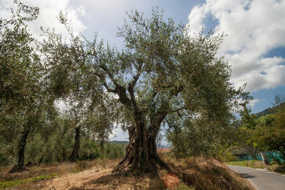 La Cicala Stonata Bed & Breakfast Dolceacqua Eksteriør bilde